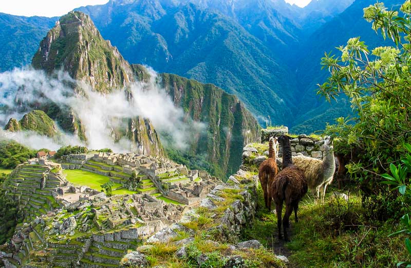 Llamas on the Machu Picchu hikes
